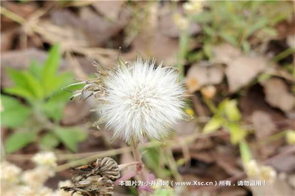 2019年北京东城区小升初入学途径有哪些（派位入学报名规则）