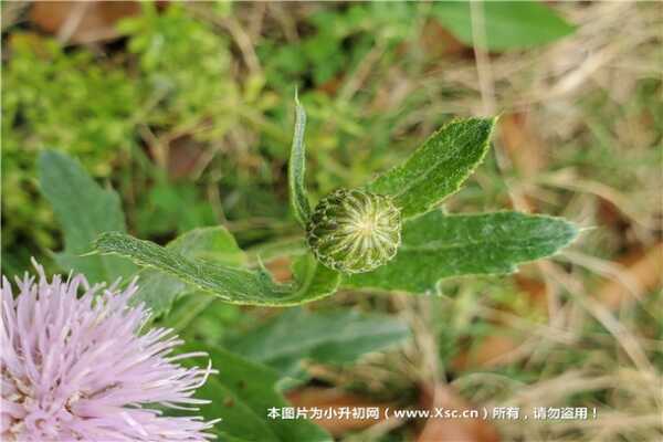 北京小升初面试常考知识点及注意细节（2019推荐）