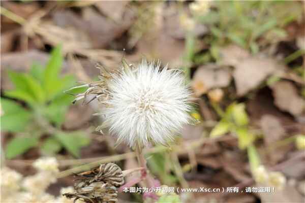 2020太原市第五中学校青年路校区招生简章(特长生)